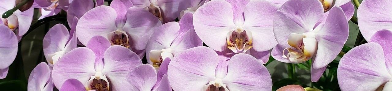 ピンク大輪胡蝶蘭のアップ