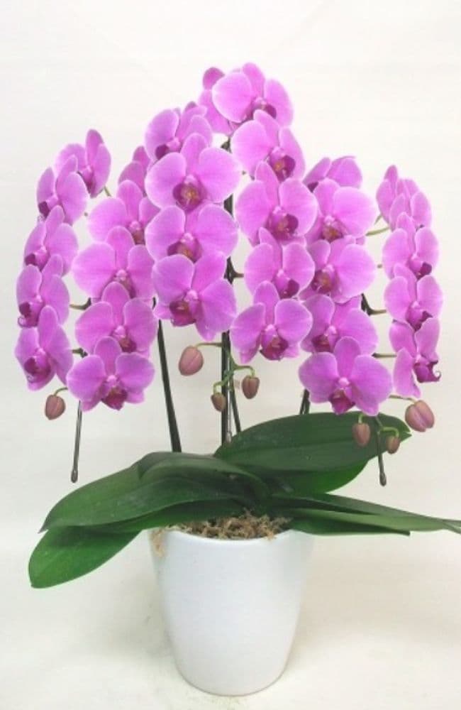 濃いピンクの大輪胡蝶蘭