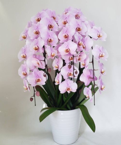 淡いピンクの大輪胡蝶蘭
