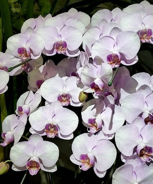 淡いピンクの大輪胡蝶蘭