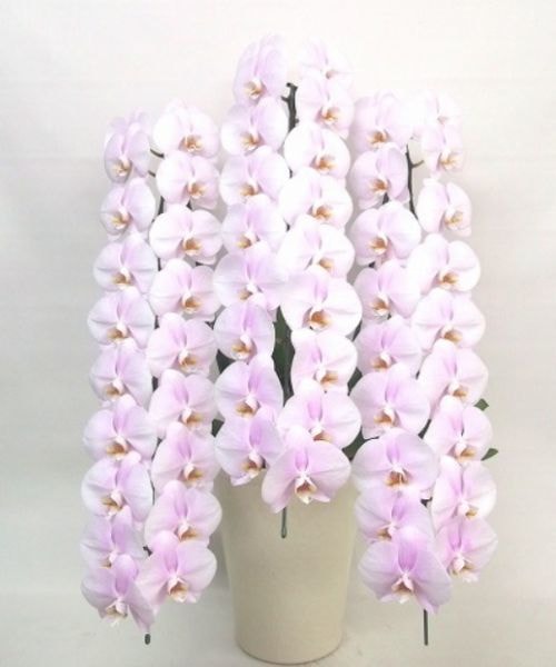 花数が圧倒的に多い豪華なピンク大輪3本立ち胡蝶蘭