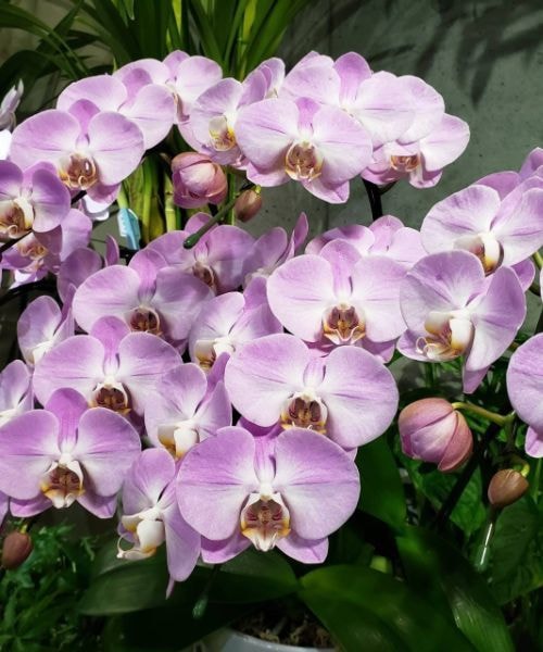 人気のピンク大輪胡蝶蘭