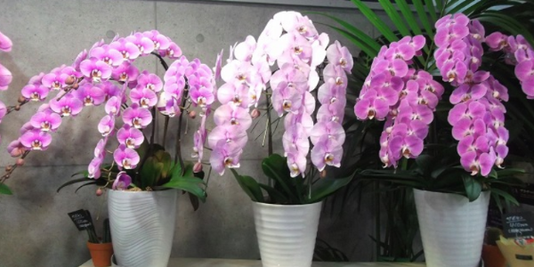 どい花店店内の人気ピンク大輪胡蝶蘭たち