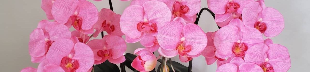 消臭抗菌ピンク光触媒胡蝶蘭
