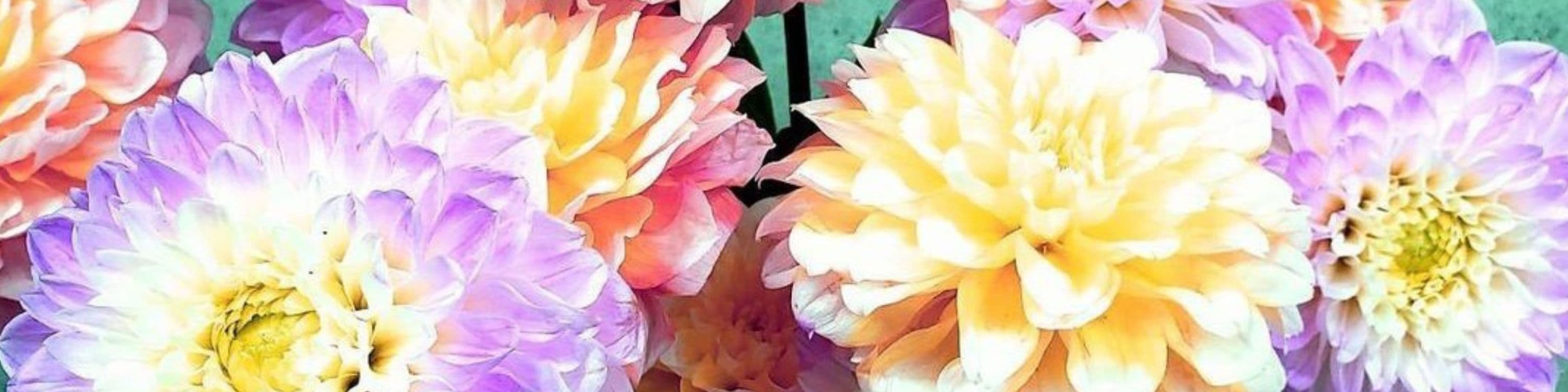 人気のカラフルなダリア