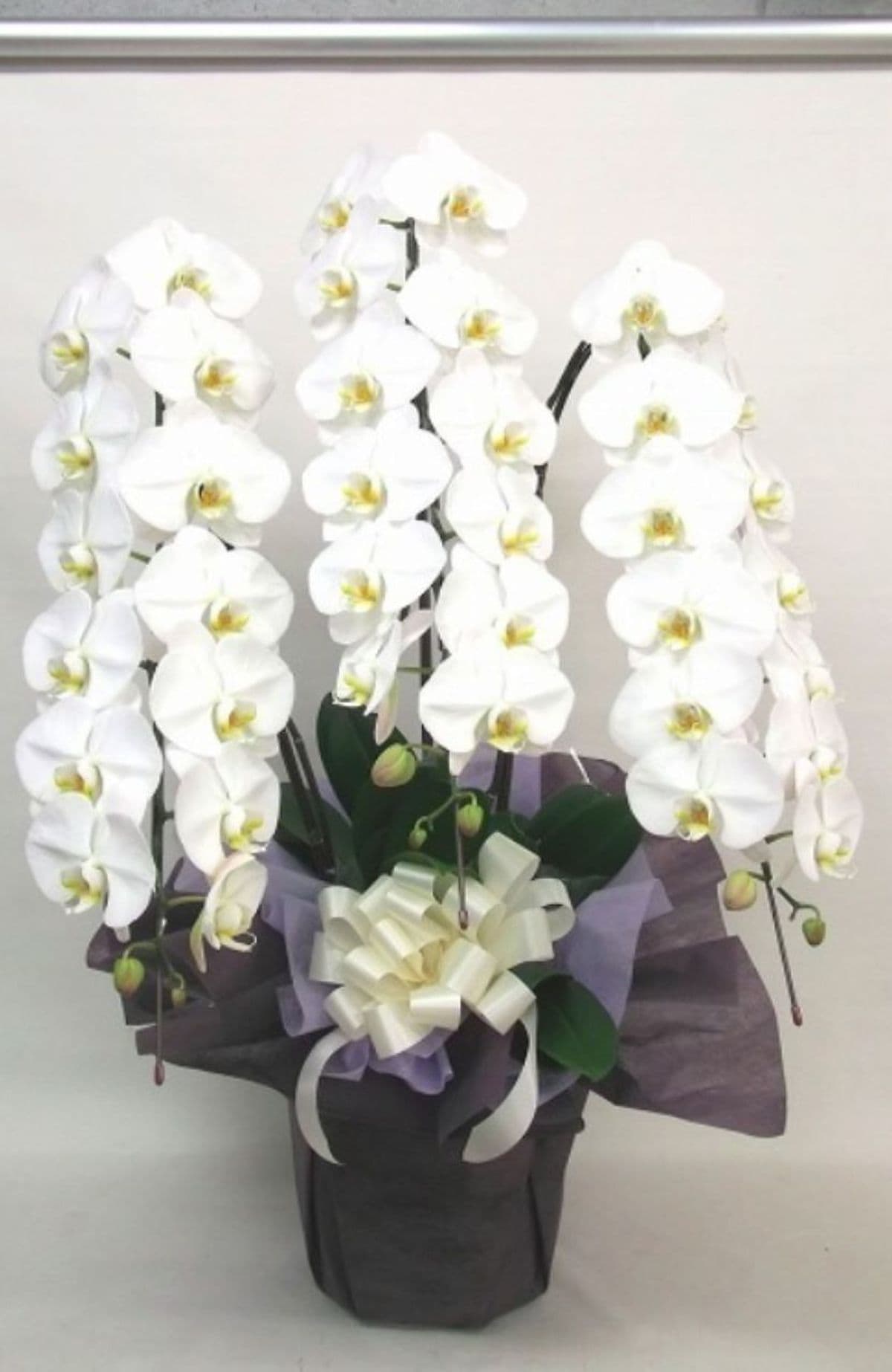 白大輪のお供え胡蝶蘭