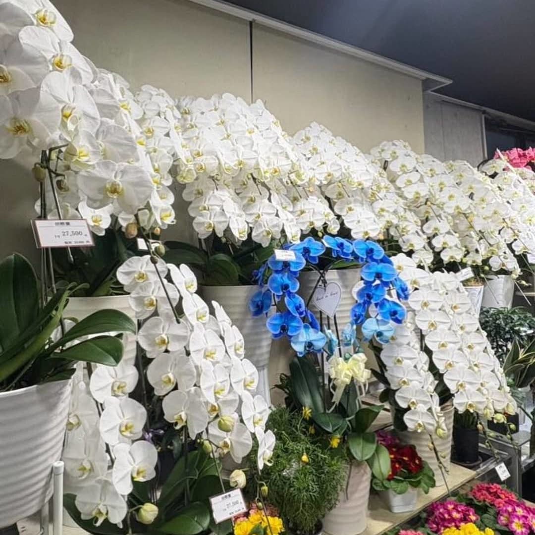 店内の白いお花