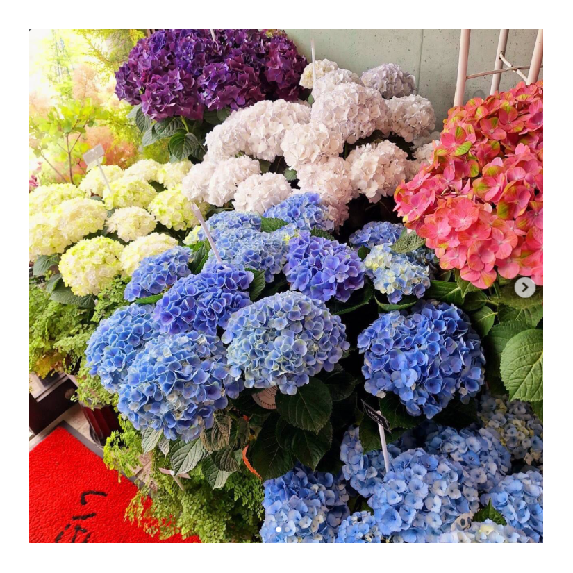 店内の季節のお花と枝物